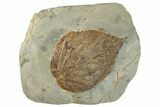 Fossil Leaf (Beringiaphyllum) - Montana #268177-1